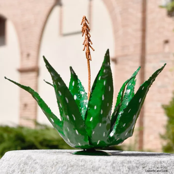 Aloe vera à poser