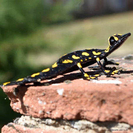 Salamandre tachetée