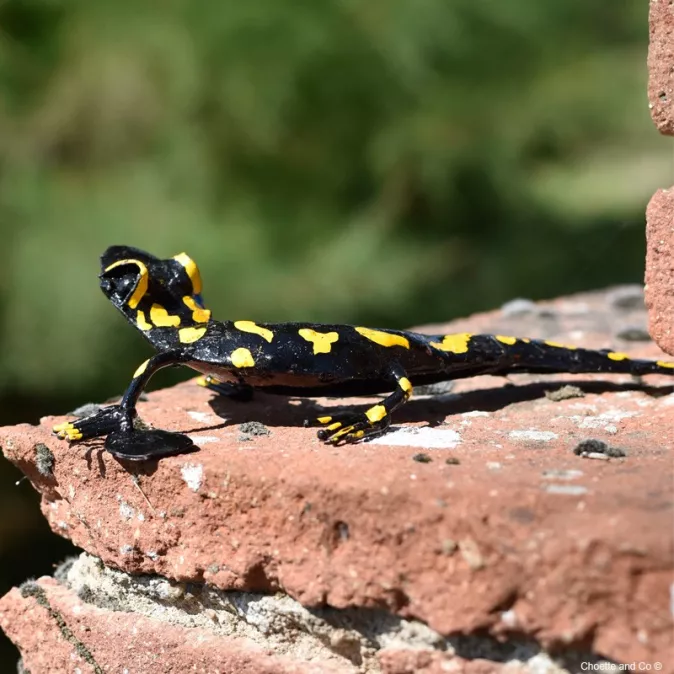 Salamandre tachetée