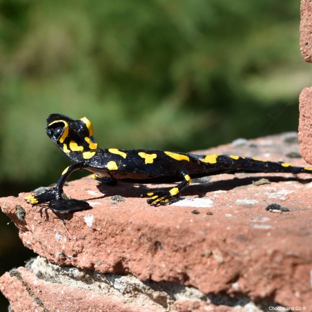 Salamandre tachetée