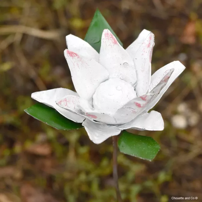 Fleurs Protéa