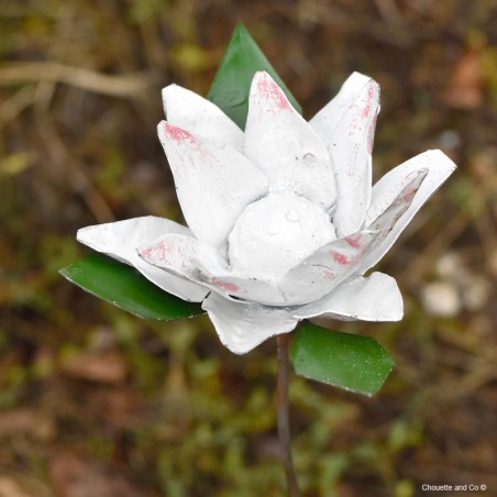 Fleurs Protéa