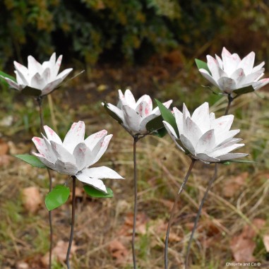 Fleurs Protéa