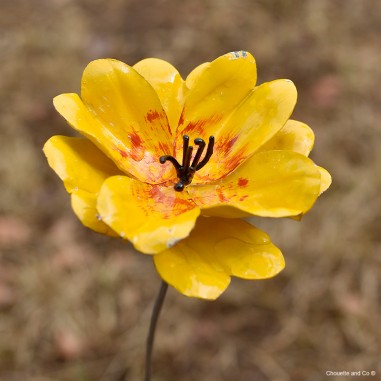 Fleurs d'abricot