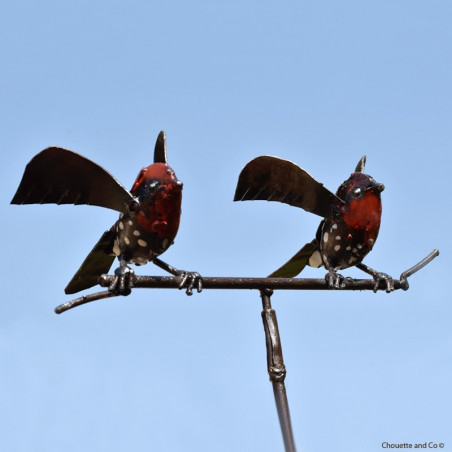 Tuteur couple deux oiseaux rock-jumper