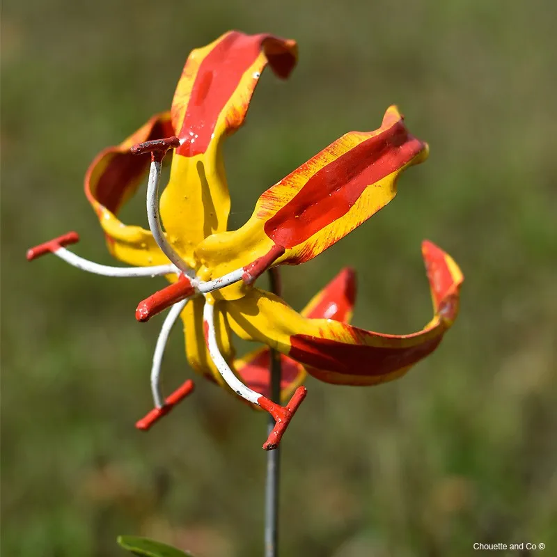 Lys de Malabar