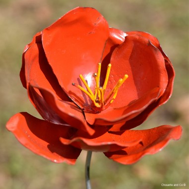 Rose sauvage