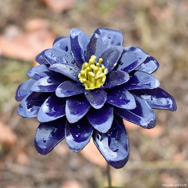 Dahlia violet