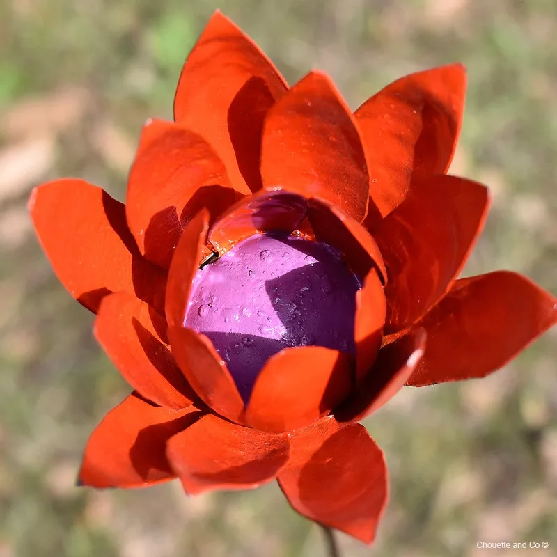 Fleurs de lotus rouge