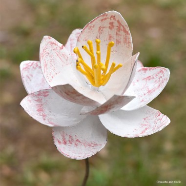 Lotus sacré