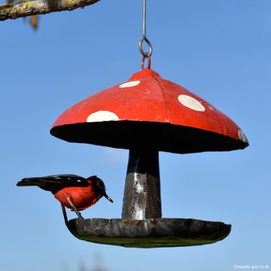 Mangeoire champignon amanite à suspendre