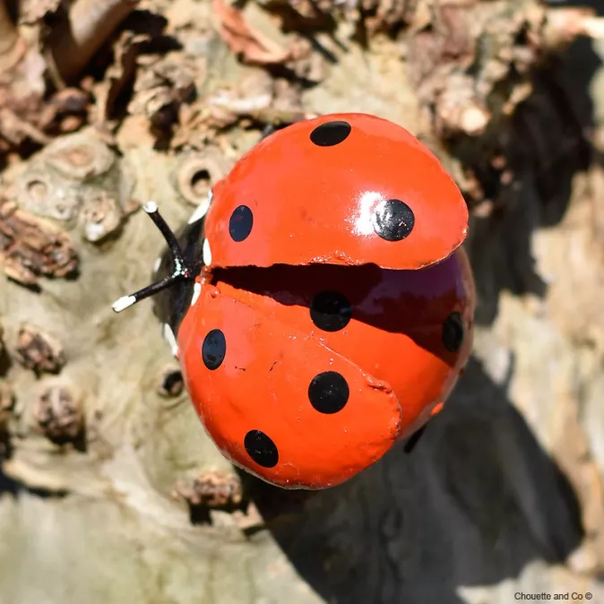 Coccinelle rouge ailes ouvertes