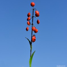Coccinelle sur grappe