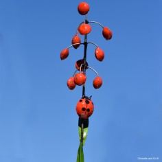 Coccinelle sur grappe 2