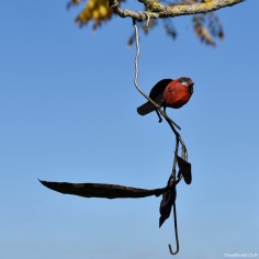 Mangeoire feuille 1 oiseau couleur
