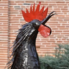 Coq plumes naturelles XL 2