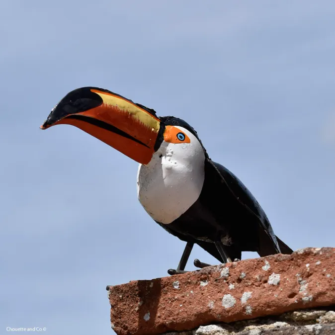 Toucan
