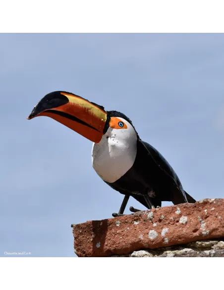 Toucan