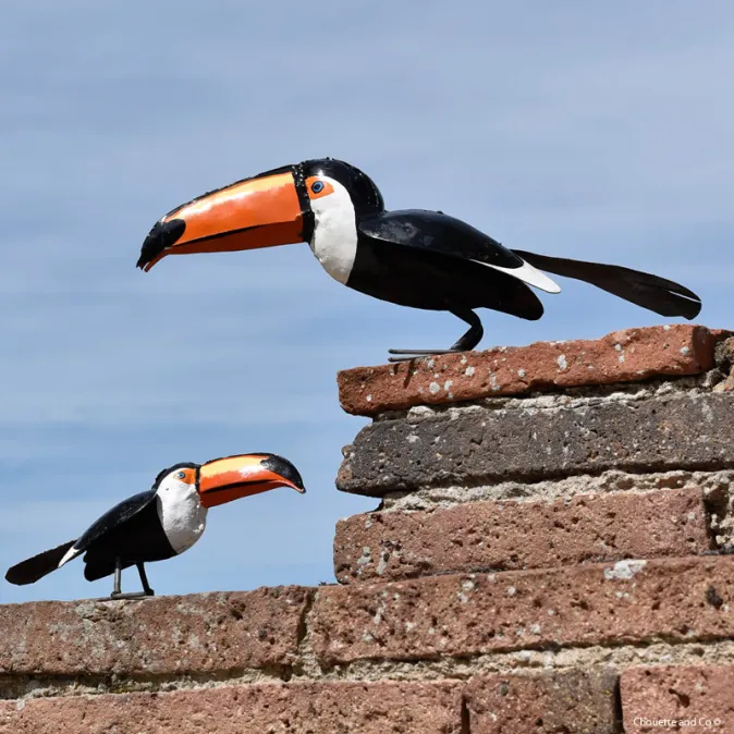 Toucan