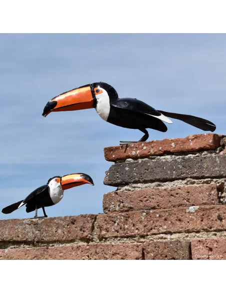Toucan