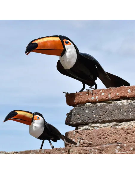 Toucan