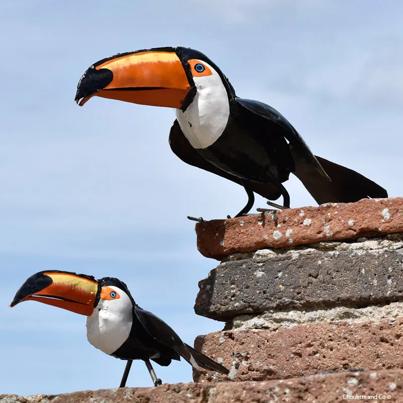 Toucan