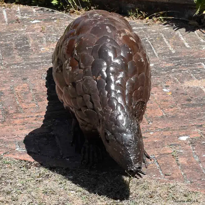 Pangolin xl naturel