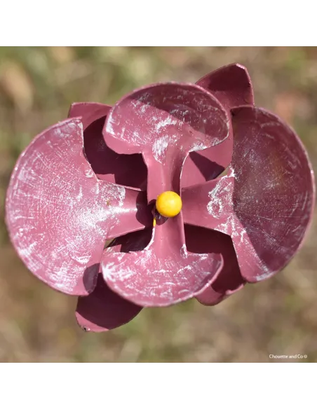 Begonia